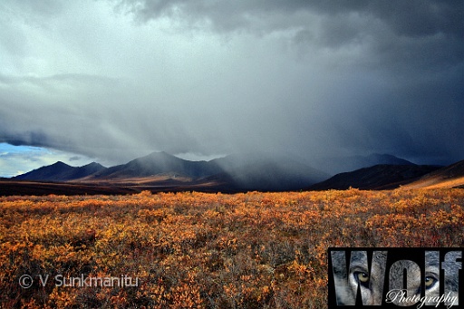 Yukon wilderness 002 Copyright Villayat Sunkmanitu.jpg